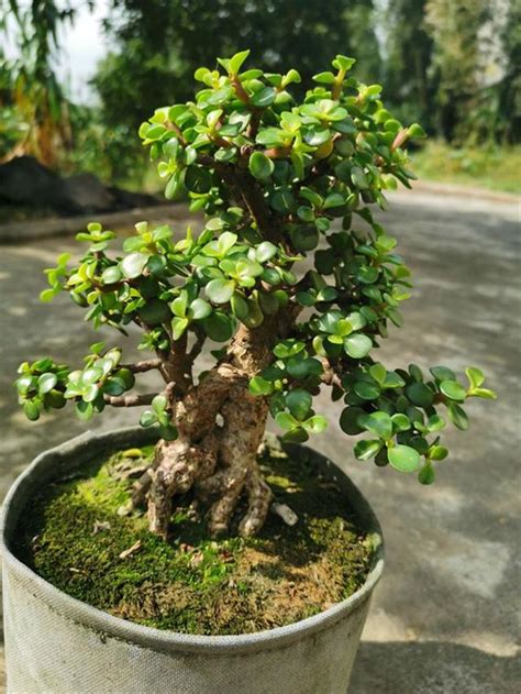 植物金枝玉葉|養「金枝玉葉」，注意下面「3點」，半年養成木質化，成老樁